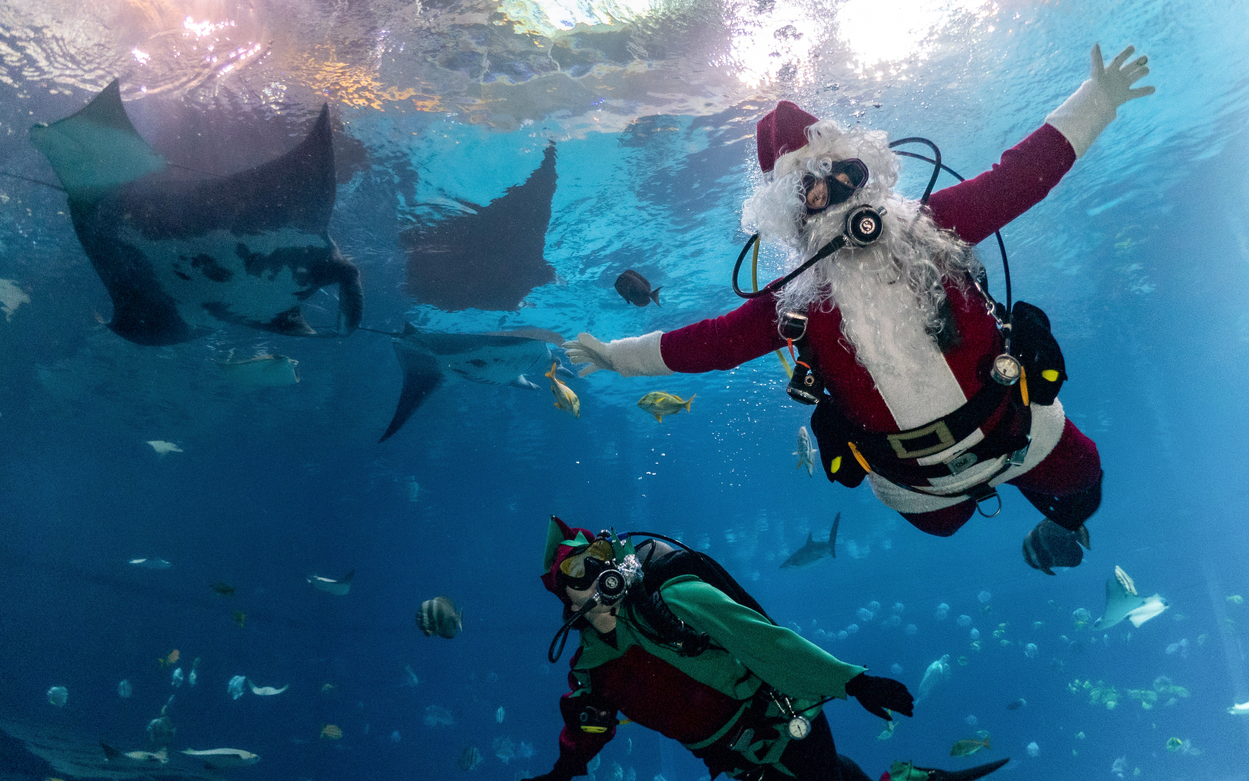 Scuba Claus swimming with manta rays at Georgia Aquarium during Christmas event.