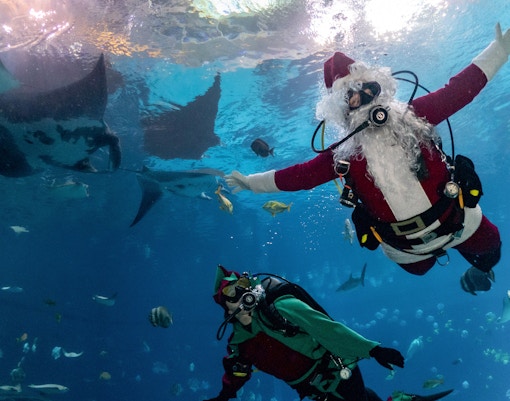 Scuba Claus swimming with manta rays at Georgia Aquarium during Christmas event.