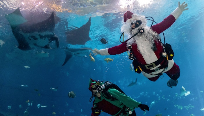Scuba Claus swimming with manta rays at Georgia Aquarium during Christmas event.