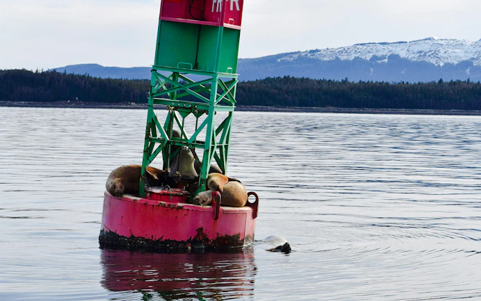 Sea lions resting on a buoy in Juneau during a whale watching tour.