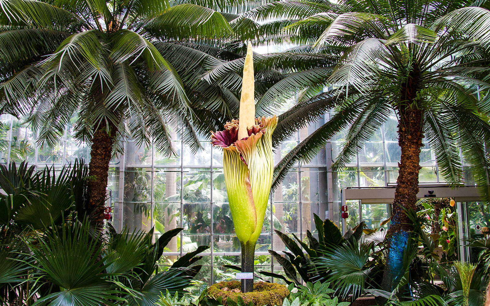 Corpse Flower in a greenhouse surrounded by tropical plants.