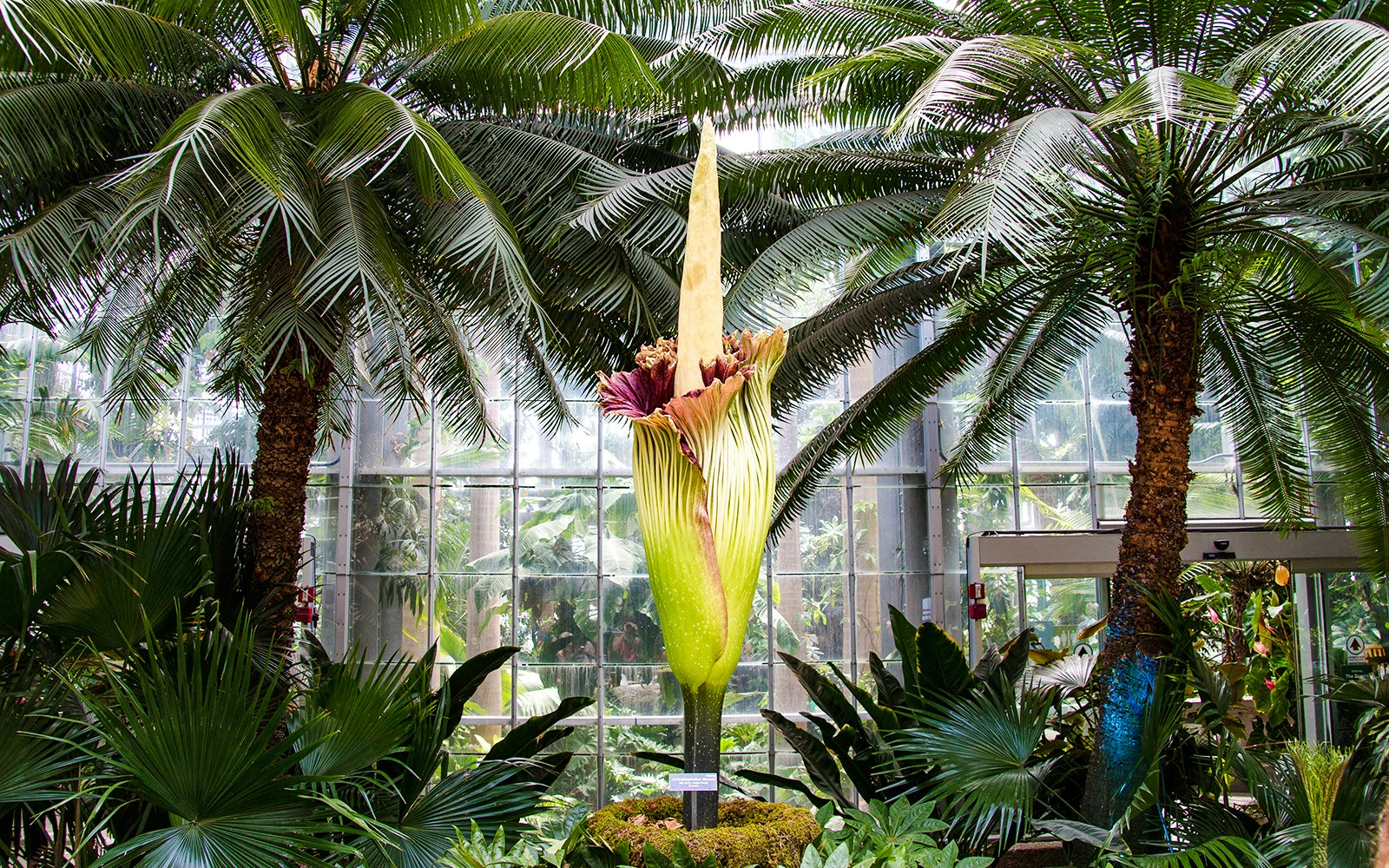 Corpse Flower in a greenhouse surrounded by tropical plants.
