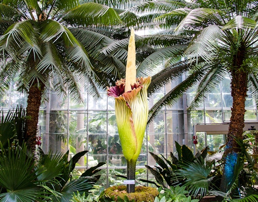 Corpse Flower in a greenhouse surrounded by tropical plants.