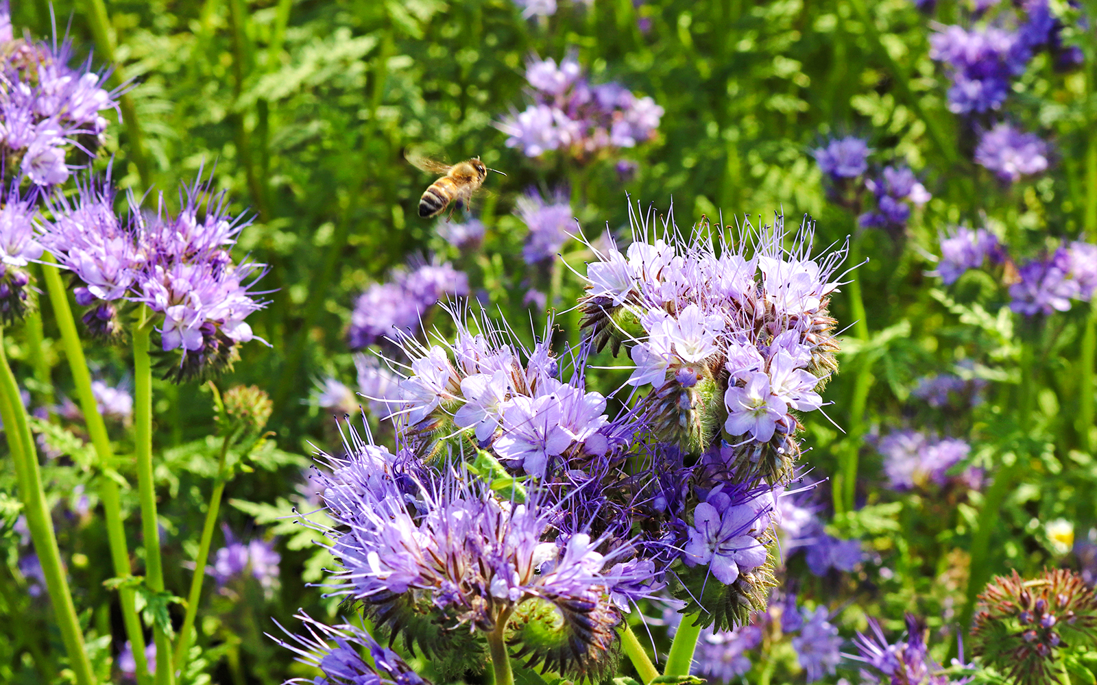 Grand Canyon Phacelia