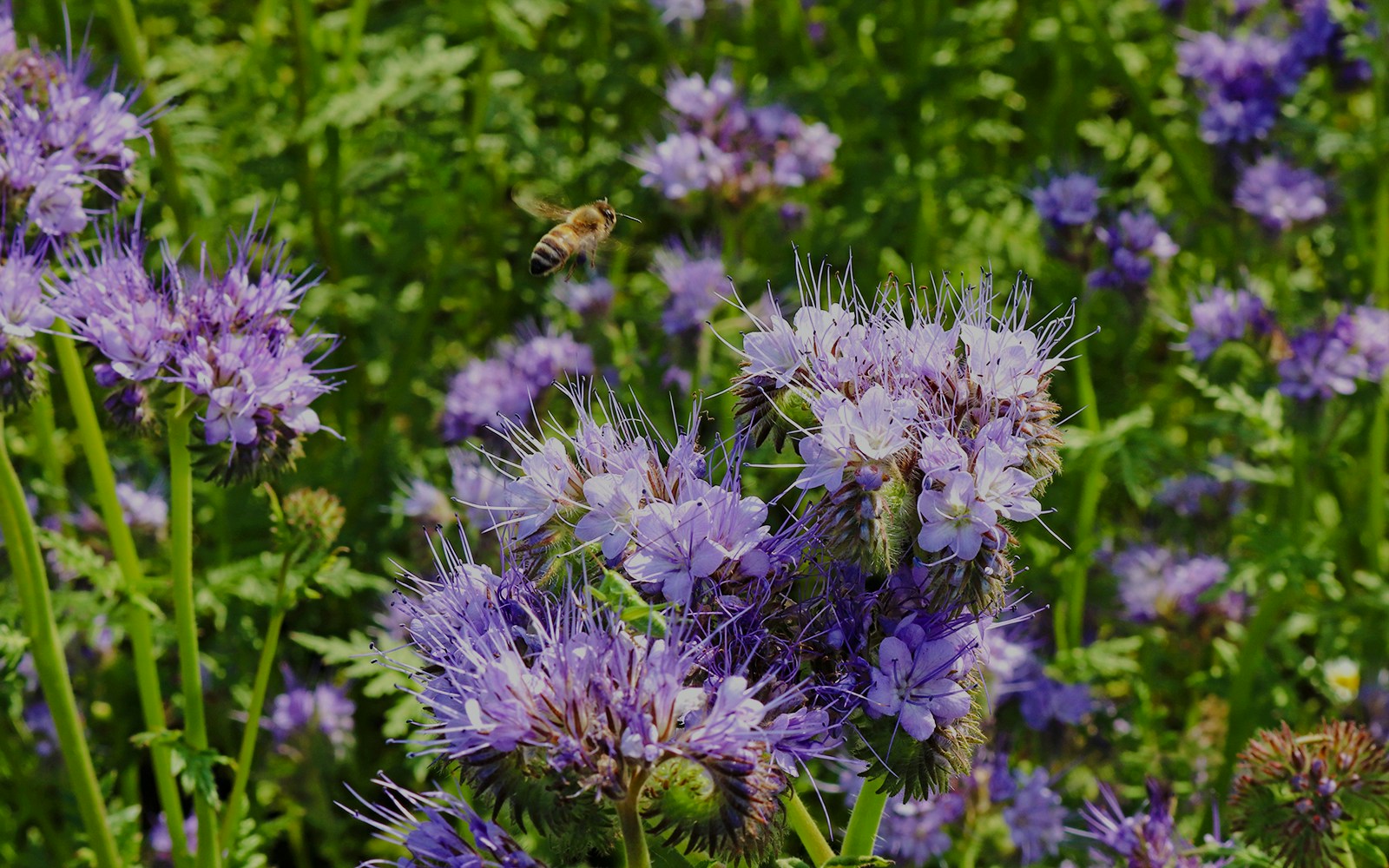 Grand Canyon Phacelia
