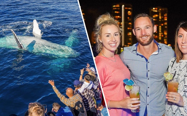 Combo: Premium Whale Watching Cruise + Premium Dinner & Sightseeing Cruise