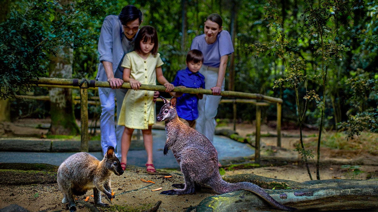 Night Safari tram ride through Singapore rainforest with wildlife in view.