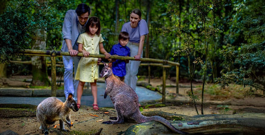 Night Safari Singapore