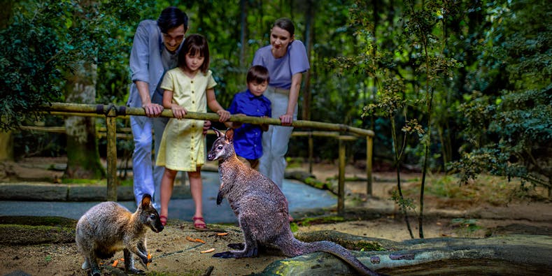 Safari à Singapour