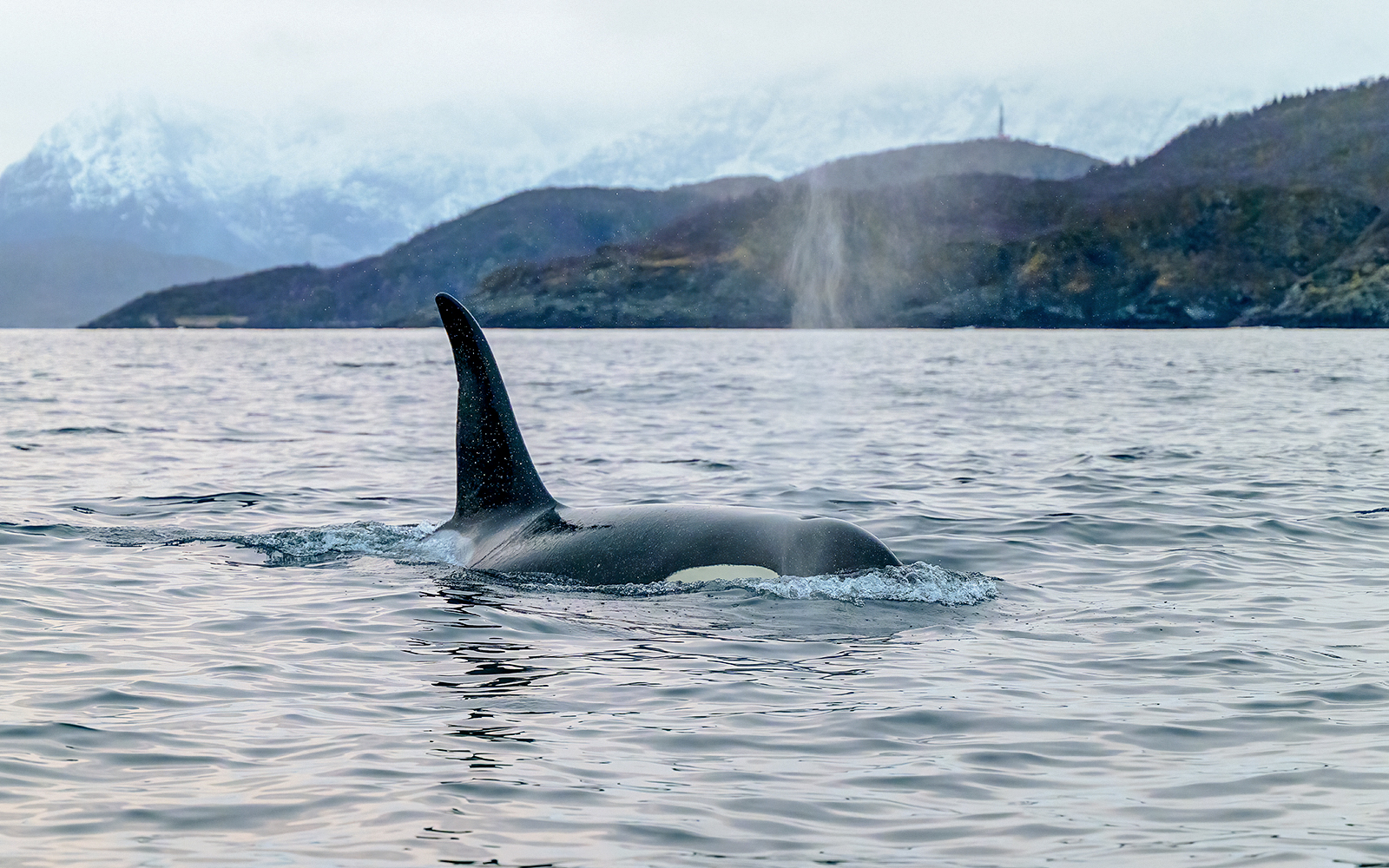 Whale spotting in the fjords