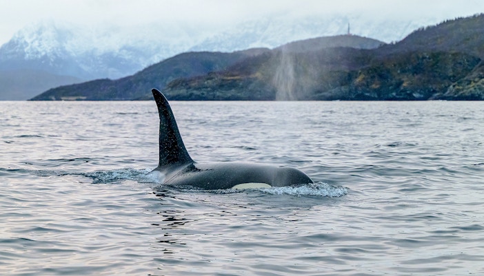 Whale spotting in the fjords