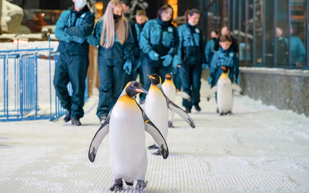 Penguins walking with visitors at Ski Dubai Penguin Encounter.