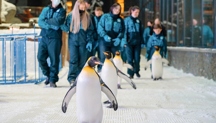 Penguins walking with visitors at Ski Dubai Penguin Encounter.