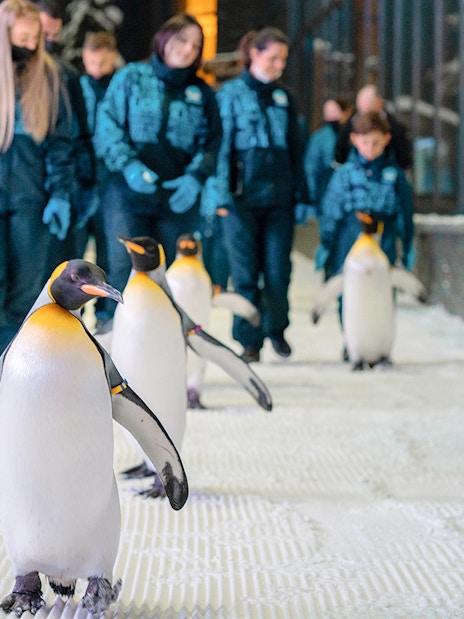 Penguins walking with visitors at Ski Dubai Penguin Encounter.