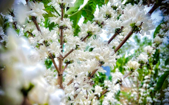 from hanoi: son la coffee farm tour with overnight homestay-6