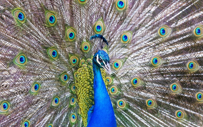 Peacock displaying vibrant feathers at Bronx Zoo.