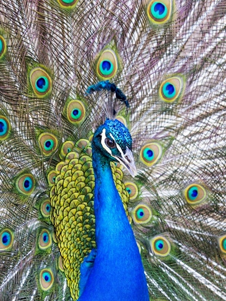Peacock displaying vibrant feathers at Bronx Zoo.