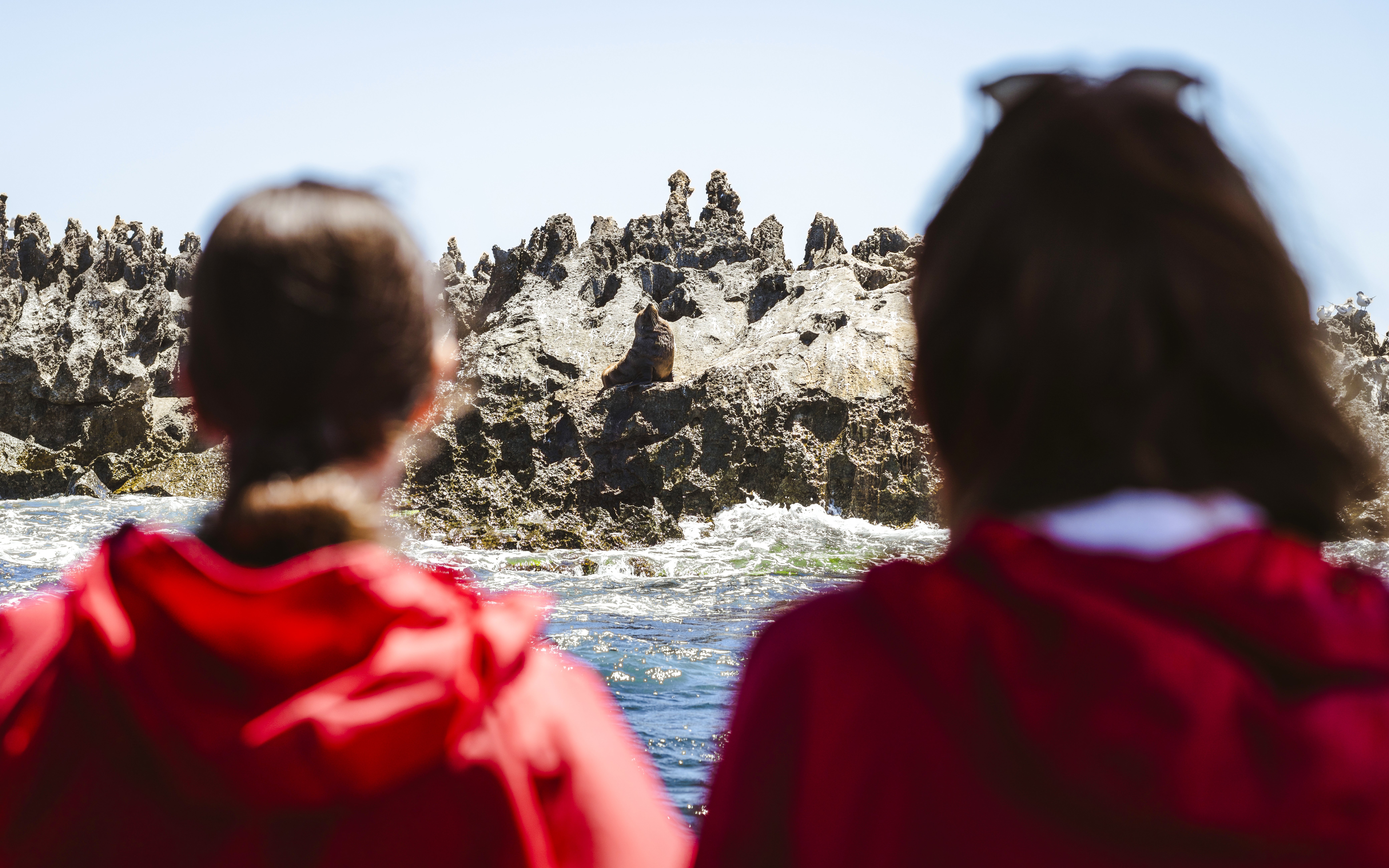 Tourists observing a seal on rocky shore during Perth snorkel tour.