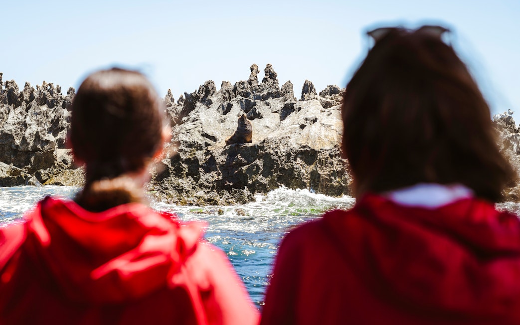 Tourists observing a seal on rocky shore during Perth snorkel tour.