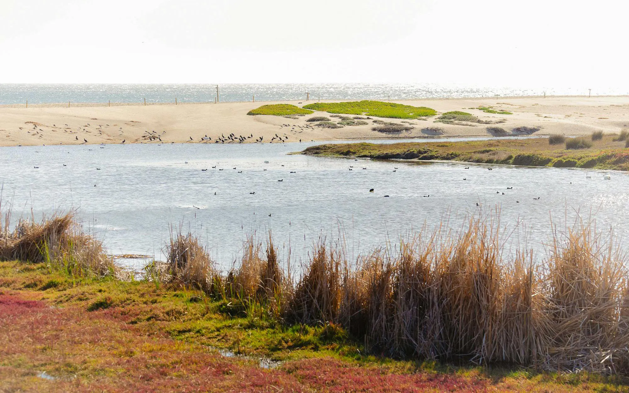 Giverny Wetland with birds and reeds in Parque Tricao, Chile.