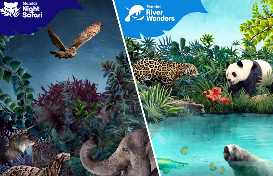 Night Safari owl and River Wonders panda with jaguar in Singapore.