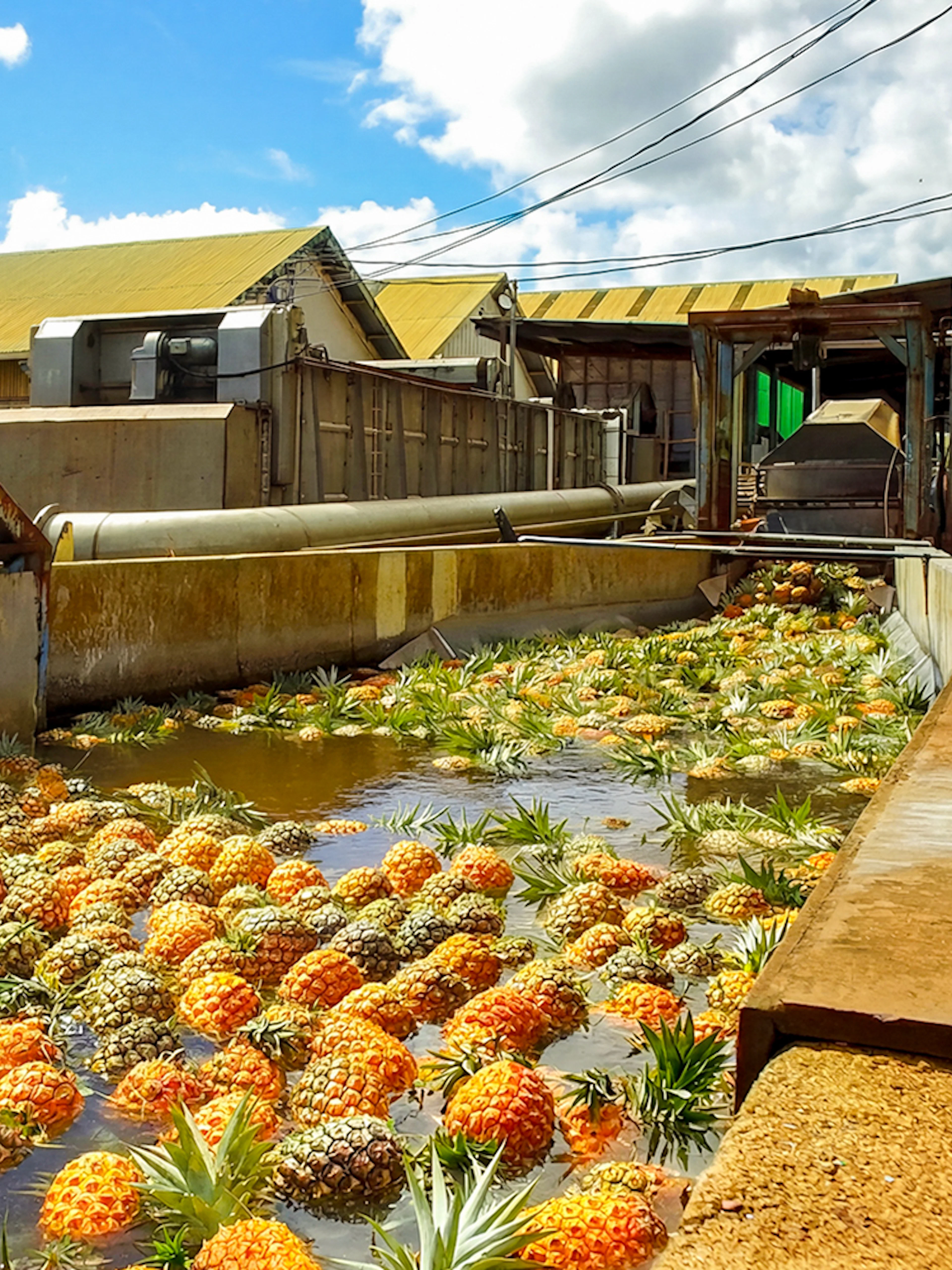Tourists observing pineapples in water at a plantation processing area.