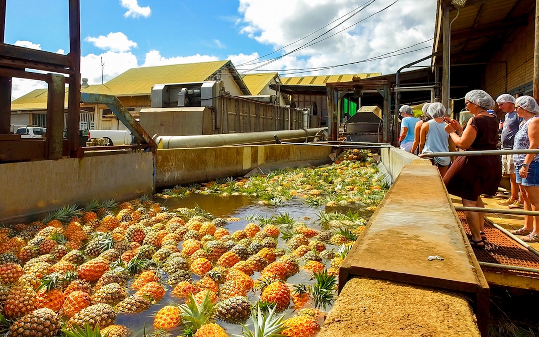 Tourists observing pineapples in water at a plantation processing area.