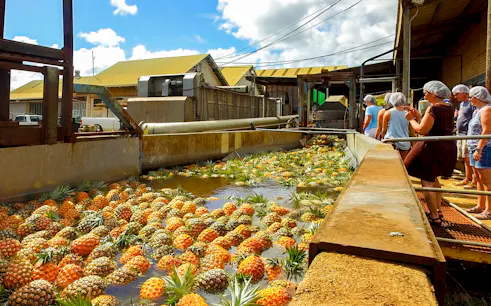 Tourists observing pineapples in water at a plantation processing area.