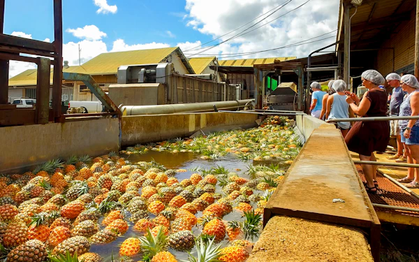 Maui Pineapple Tour: The Planting Experience