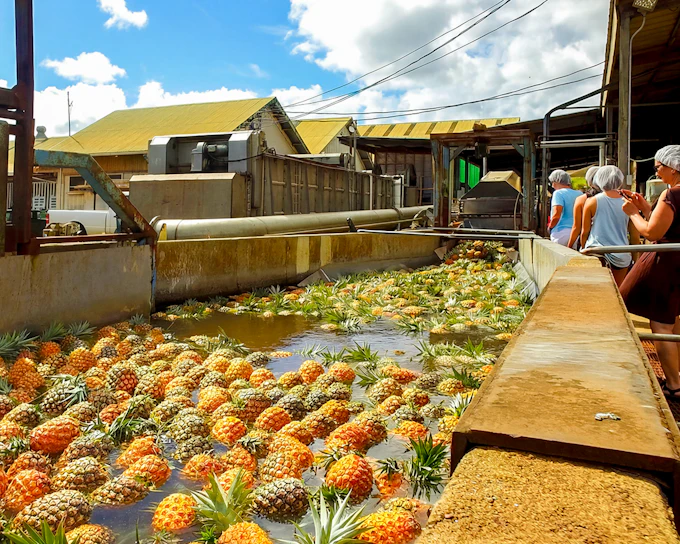 Maui Pineapple Tour: The Planting Experience