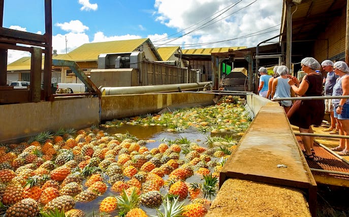Tourists observing pineapples in water at a plantation processing area.