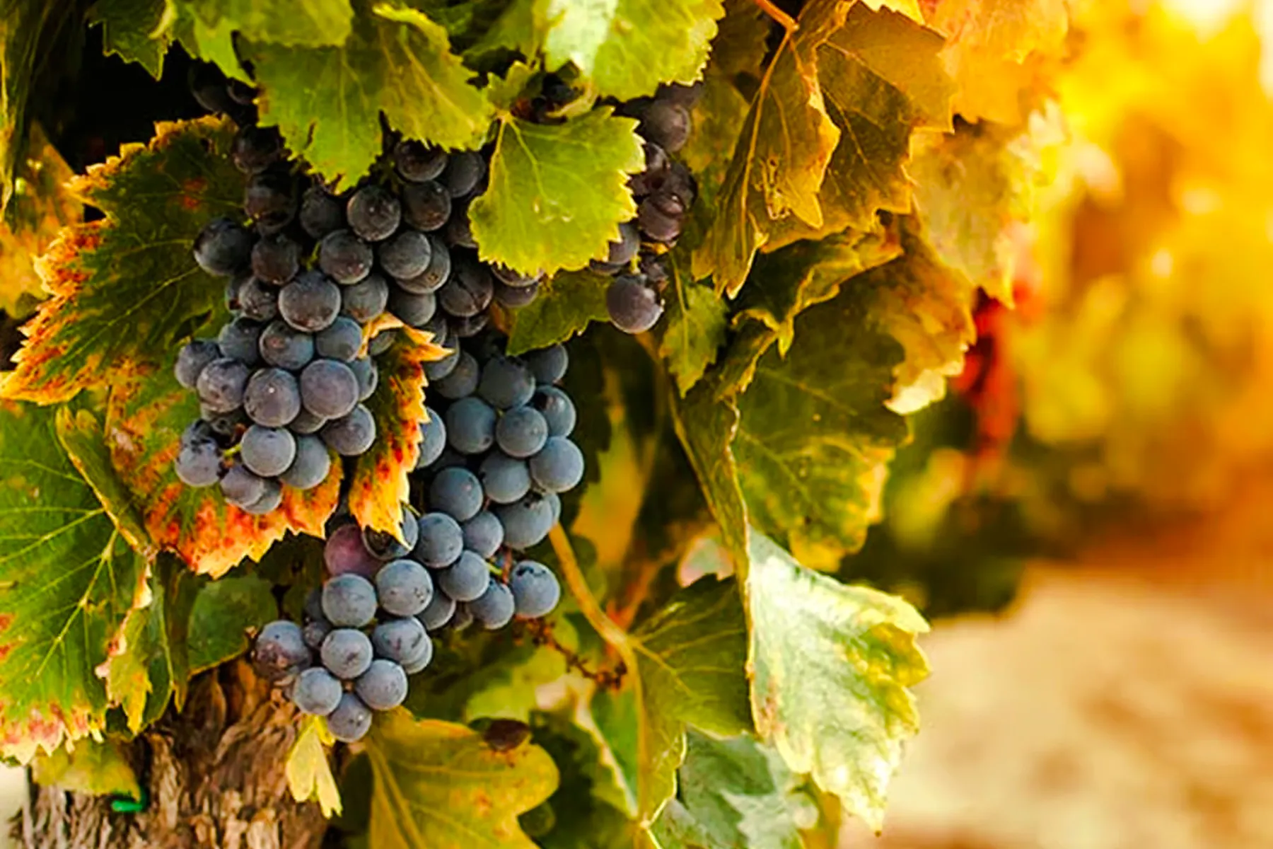 à partir de toronto : excursion d'après-midi dans la région viticole de niagara avec dégustations de vin-10
