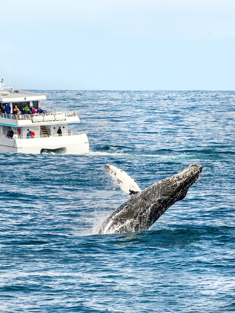 Whale breaching near tour boat during whale watching tour.