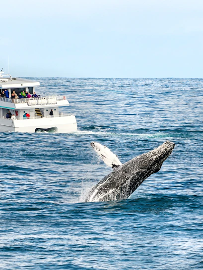 Whale breaching near tour boat during whale watching tour.