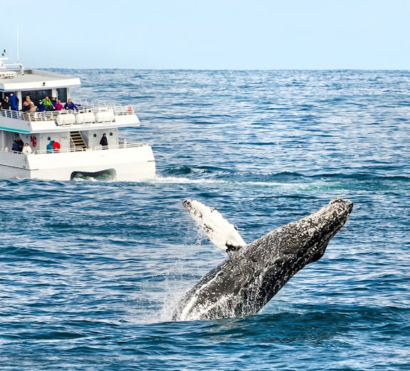 Whale breaching near tour boat during whale watching tour.