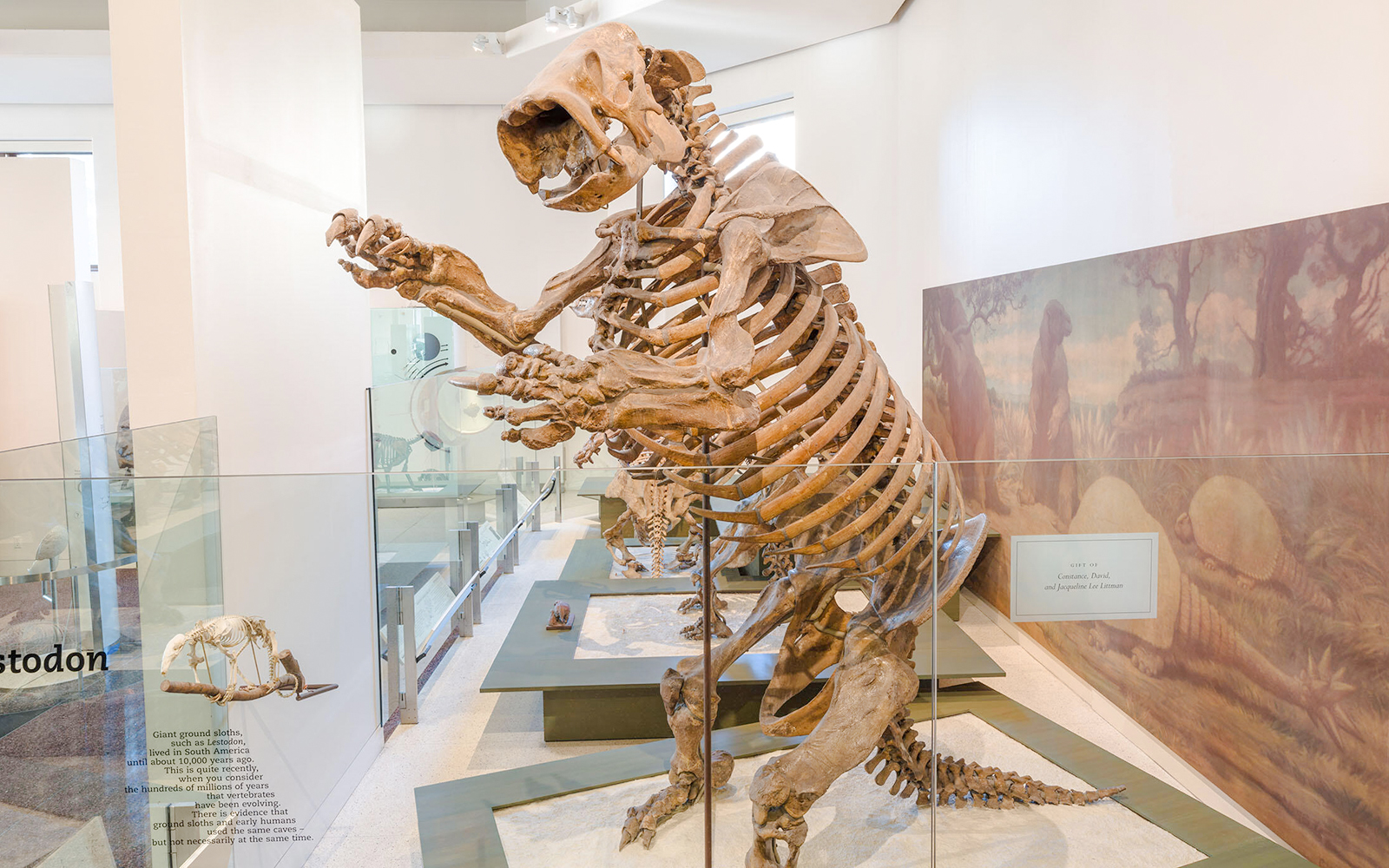 Hall of Primitive Mammals exhibit at the American Museum of Natural History featuring prehistoric mammal fossils.