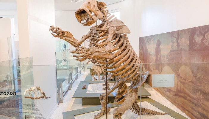 Hall of Primitive Mammals exhibit at the American Museum of Natural History featuring prehistoric mammal fossils.