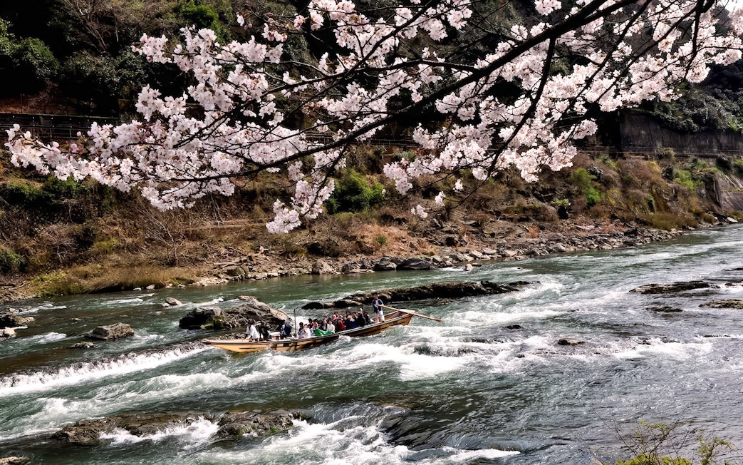 Hozugawa River boat with tourists under cherry blossoms in Kyoto.