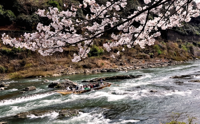 Hozugawa River boat with tourists under cherry blossoms in Kyoto.