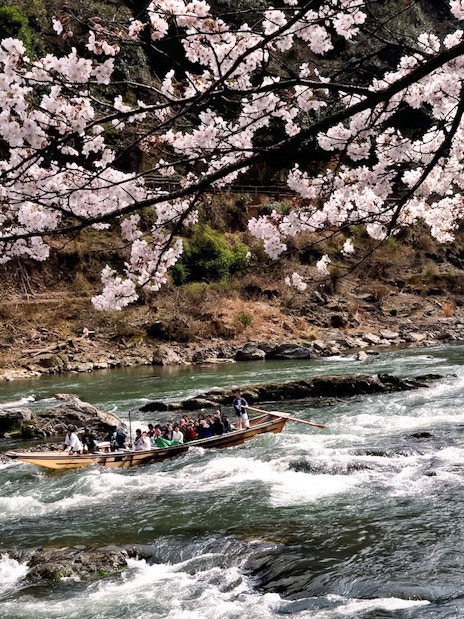 Hozugawa River boat with tourists under cherry blossoms in Kyoto.