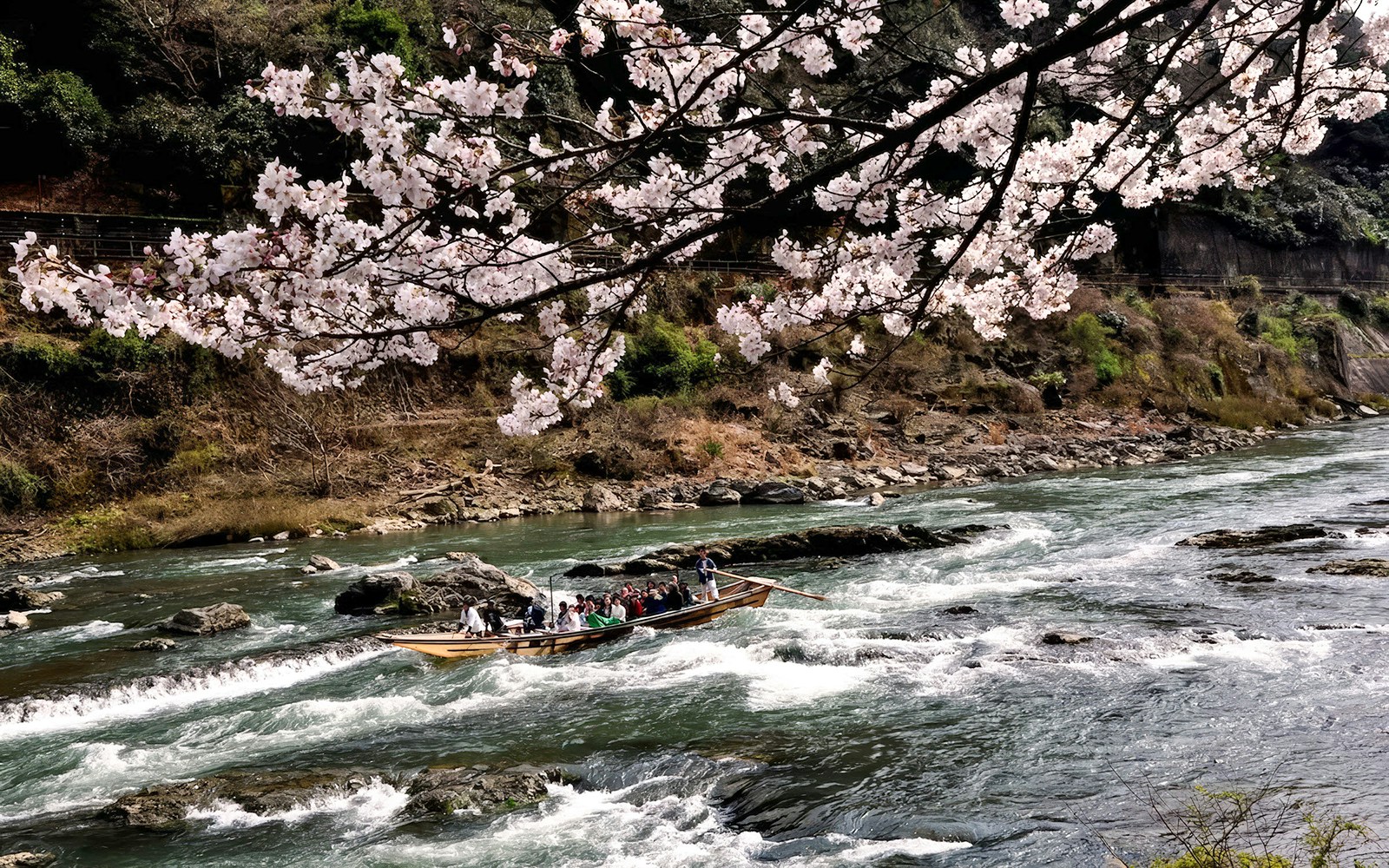 Hozugawa River boat with tourists under cherry blossoms in Kyoto.
