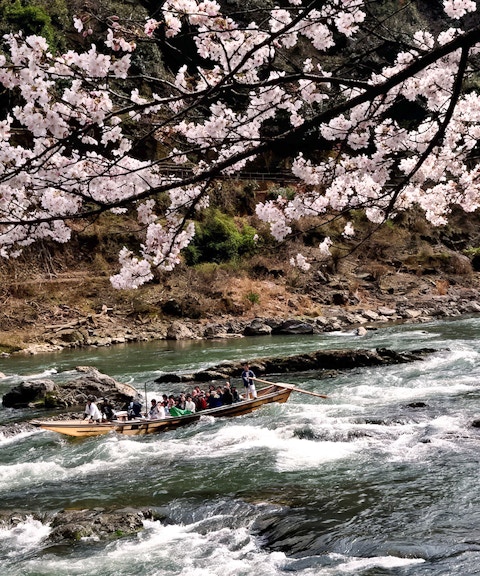 Hozugawa River boat with tourists under cherry blossoms in Kyoto.