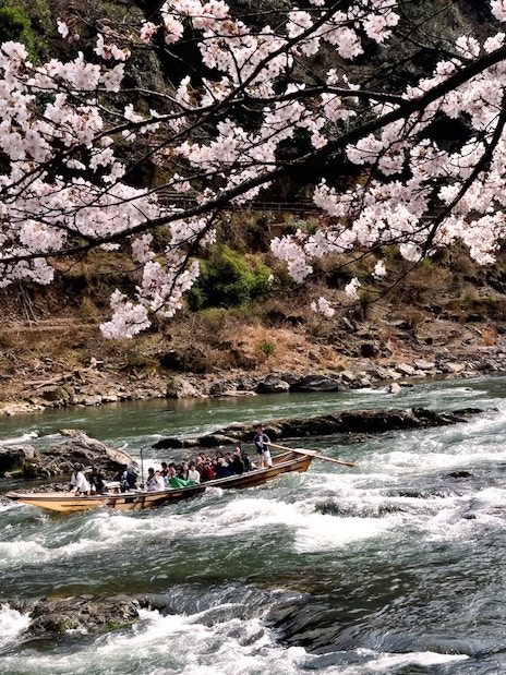 Hozugawa River boat with tourists under cherry blossoms in Kyoto.
