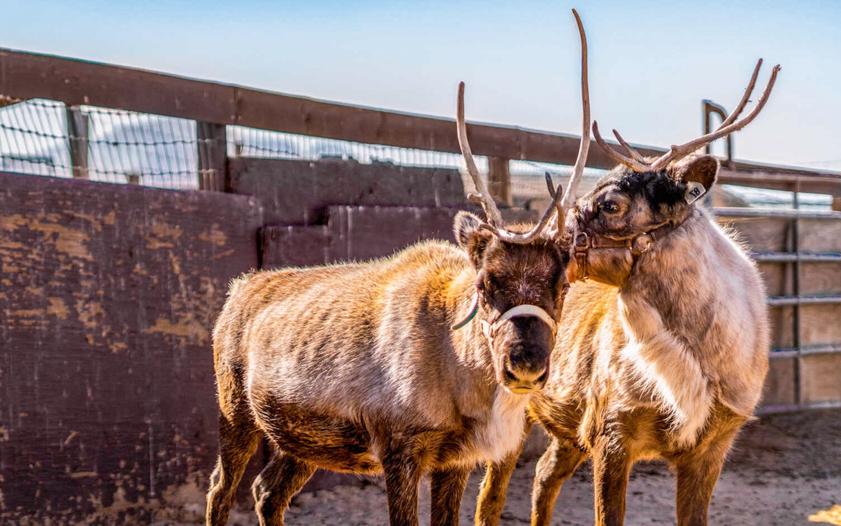Two baby reindeer in a fenced area during the Season for Science event.