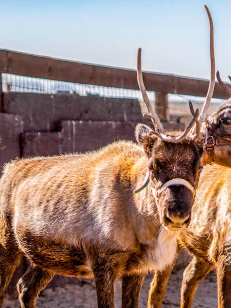 Two baby reindeer in a fenced area during the Season for Science event.