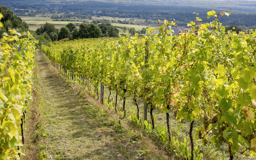 Vineyard in Vouvray, France, with rows of grapevines under a clear sky.