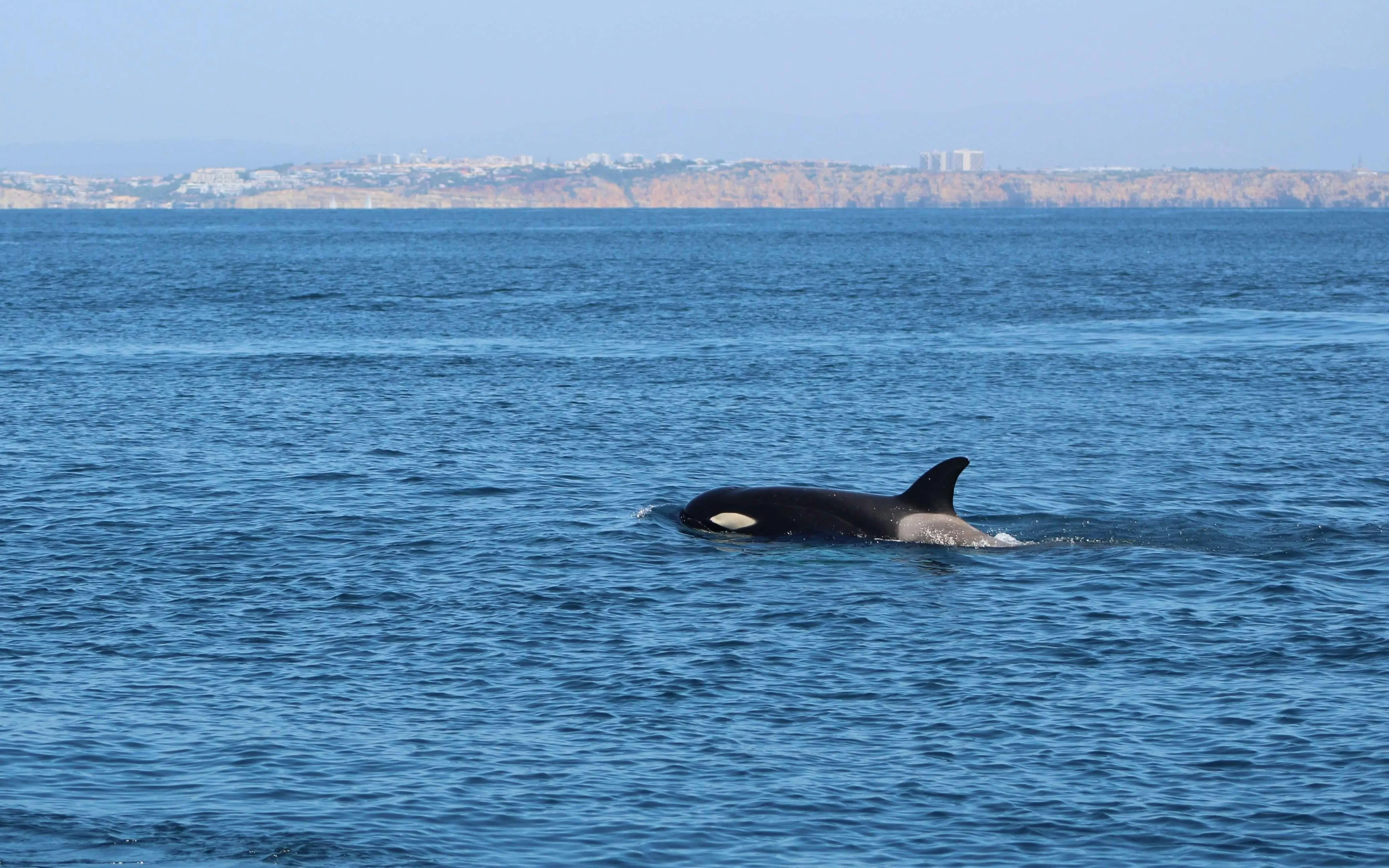 Dolphin swimming in the ocean near Lagos coastline.