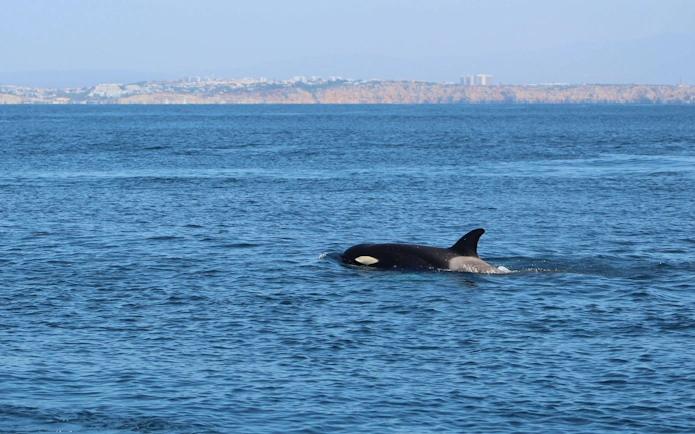 Dolphin swimming in the ocean near Lagos coastline.