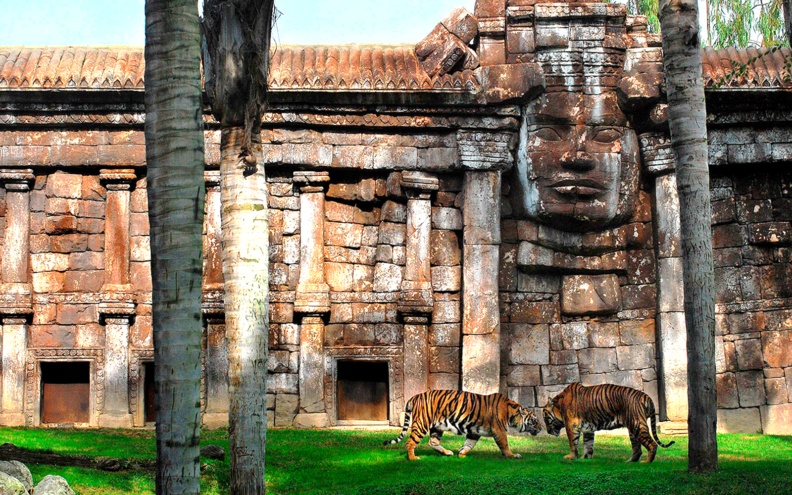 Tigers resting in lush habitat at Bioparc Fuengirola, Spain.