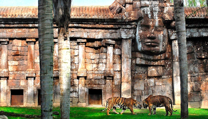 Tigers resting in lush habitat at Bioparc Fuengirola, Spain.